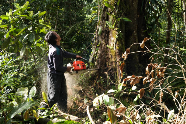 Best Arborist Consultation Services  in Four Cners, OR